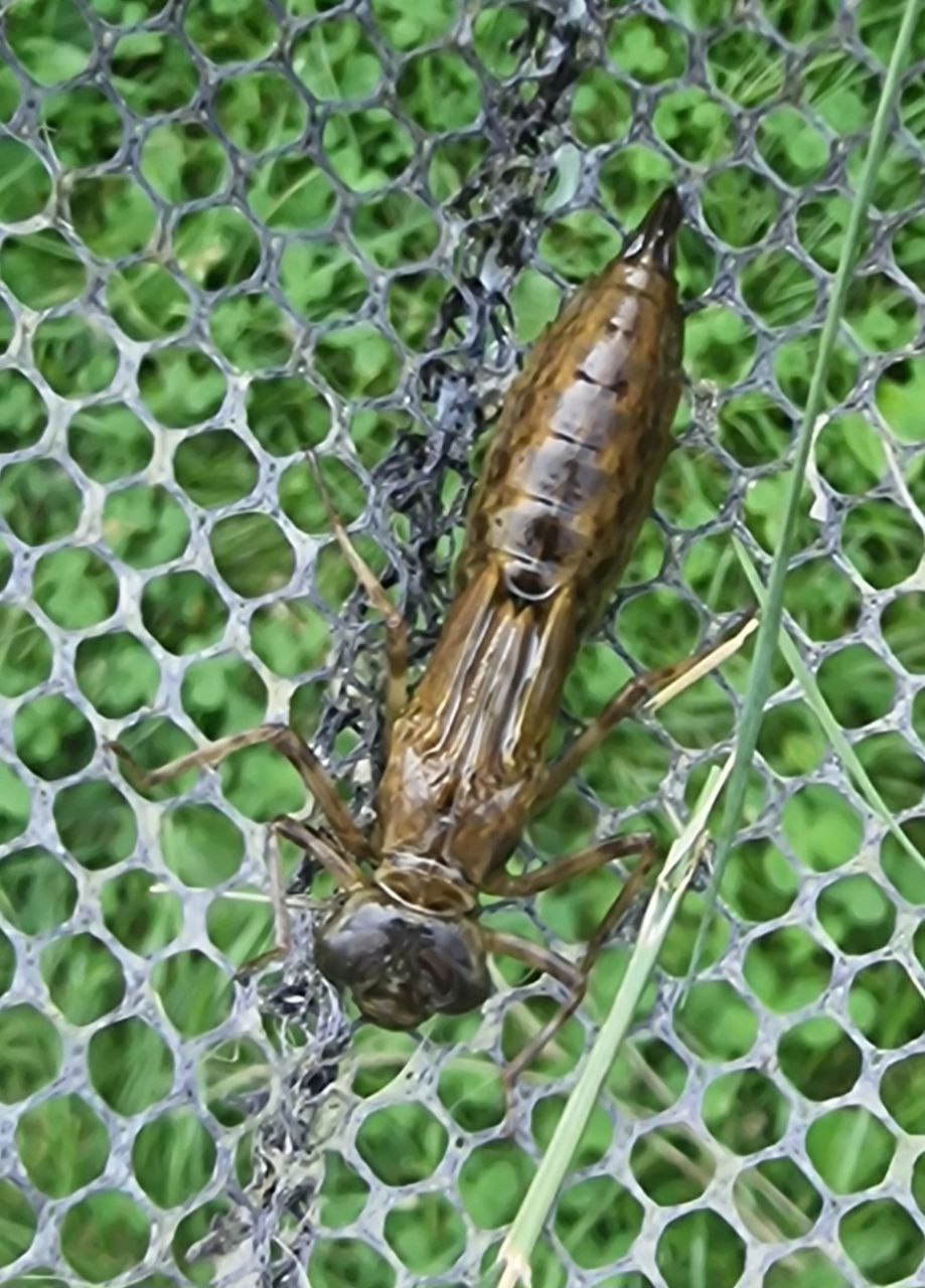 Libellen-Larve raus-gefischt.jpg